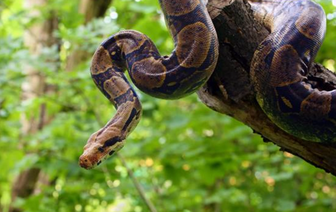 夢見蛇從高處掉落