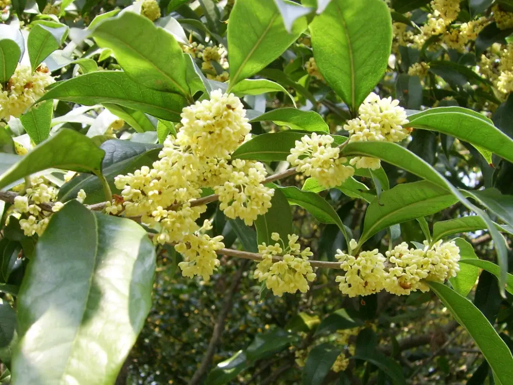 桂花樹如何矮化