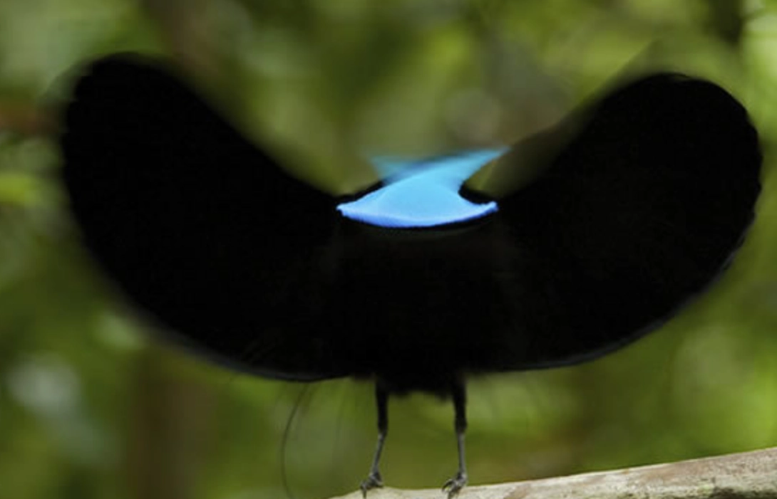 天堂鳥求偶舞蹈 天堂鳥求偶舞蹈