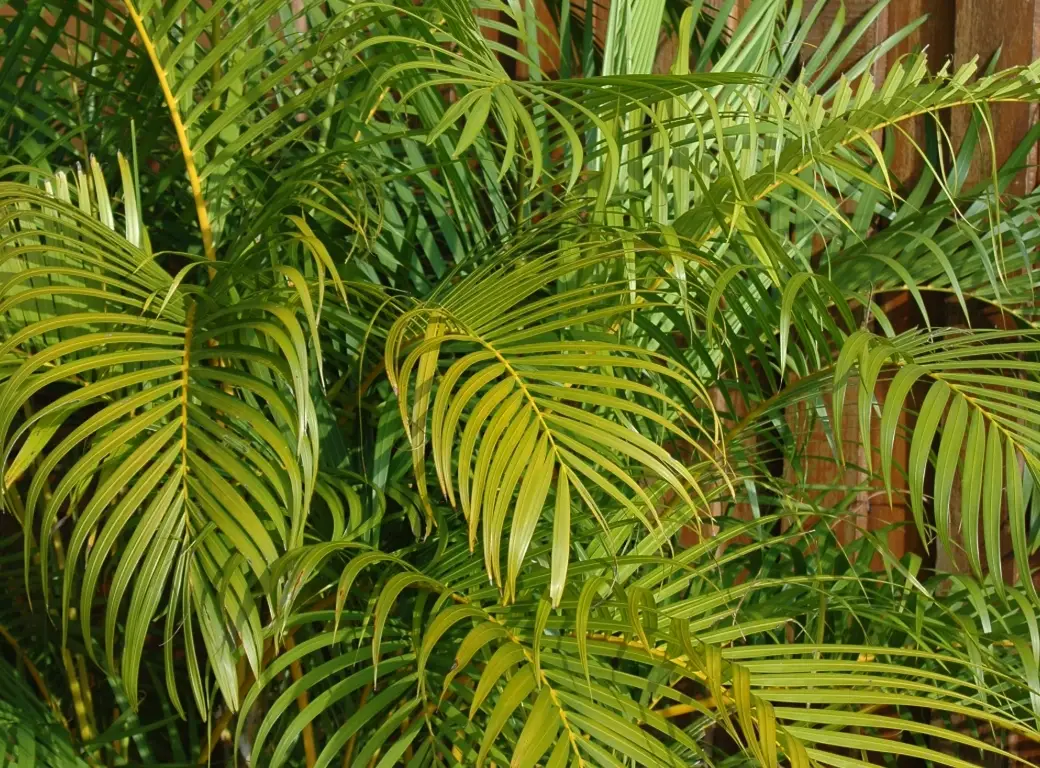 黃椰養護 黃椰養護