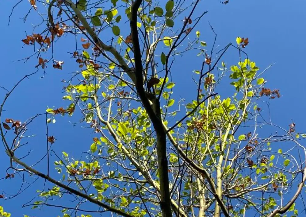 一想大樹枯萎用什麼方法