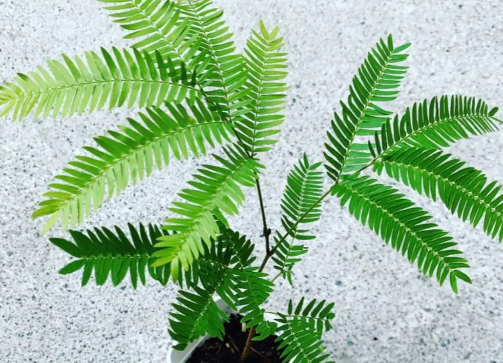 小豆樹葉子捲曲原因