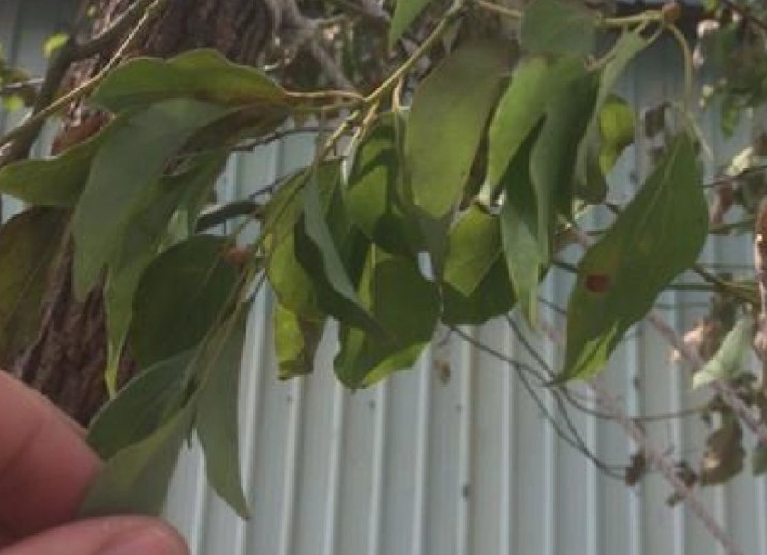 樹木急救方法 樹木急救方法