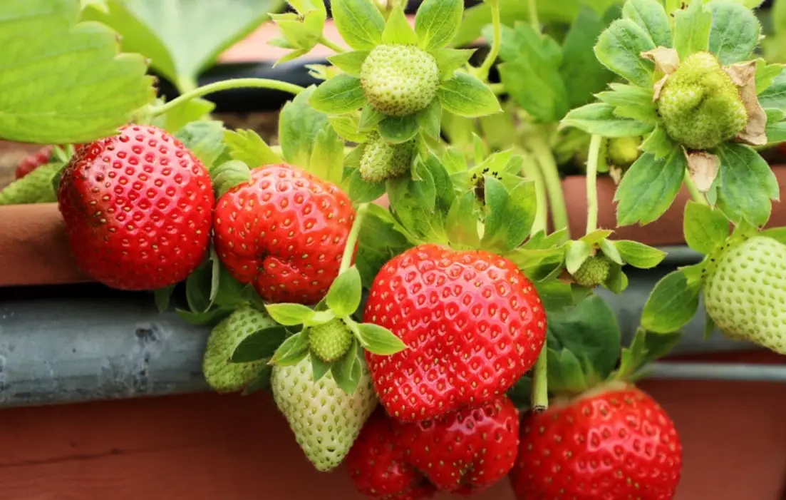 新竹關西採草莓