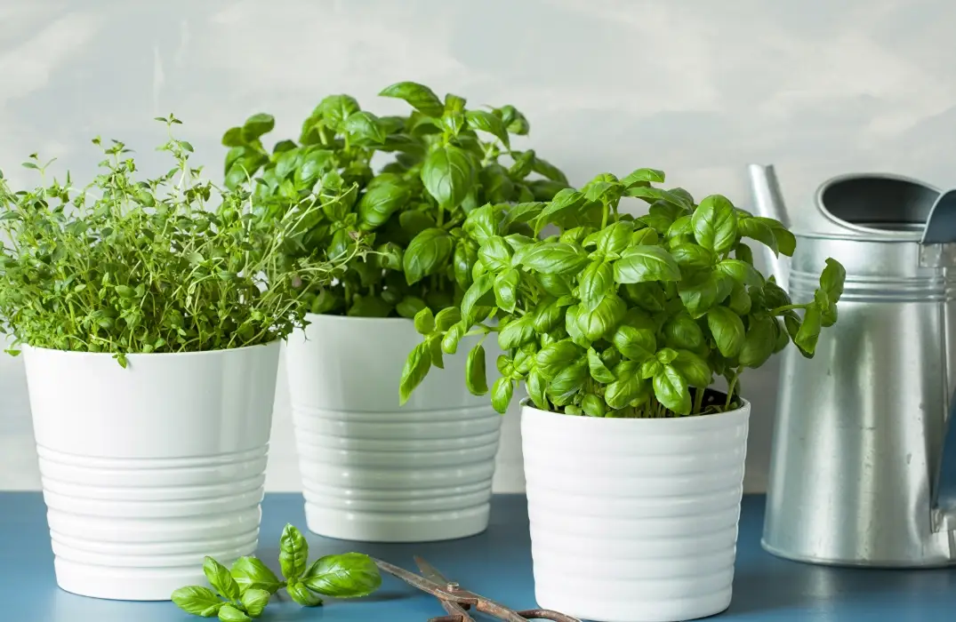 室內植物推薦 室內植物推薦