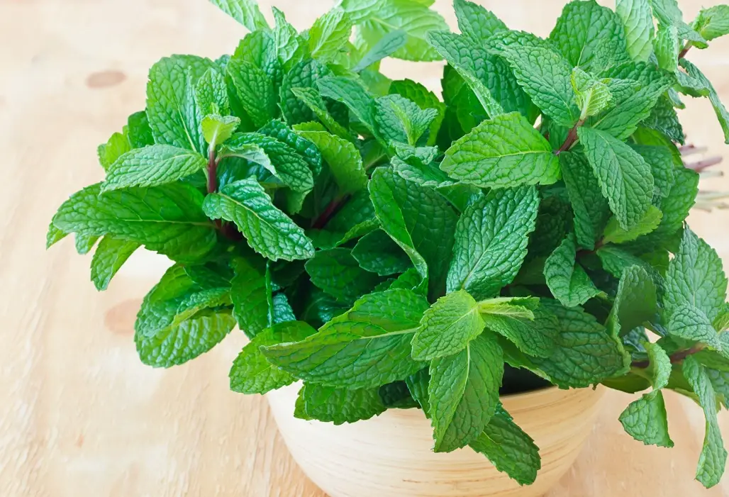 室內香草植物 室內香草植物