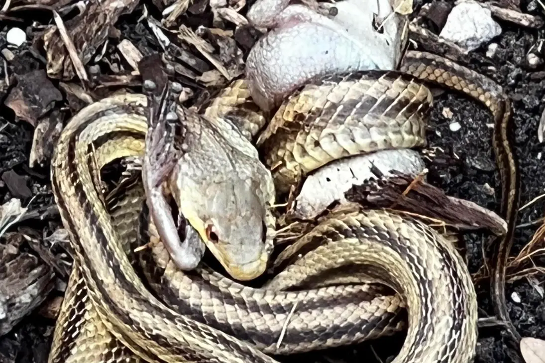 夢到蛇從樹上掉下來