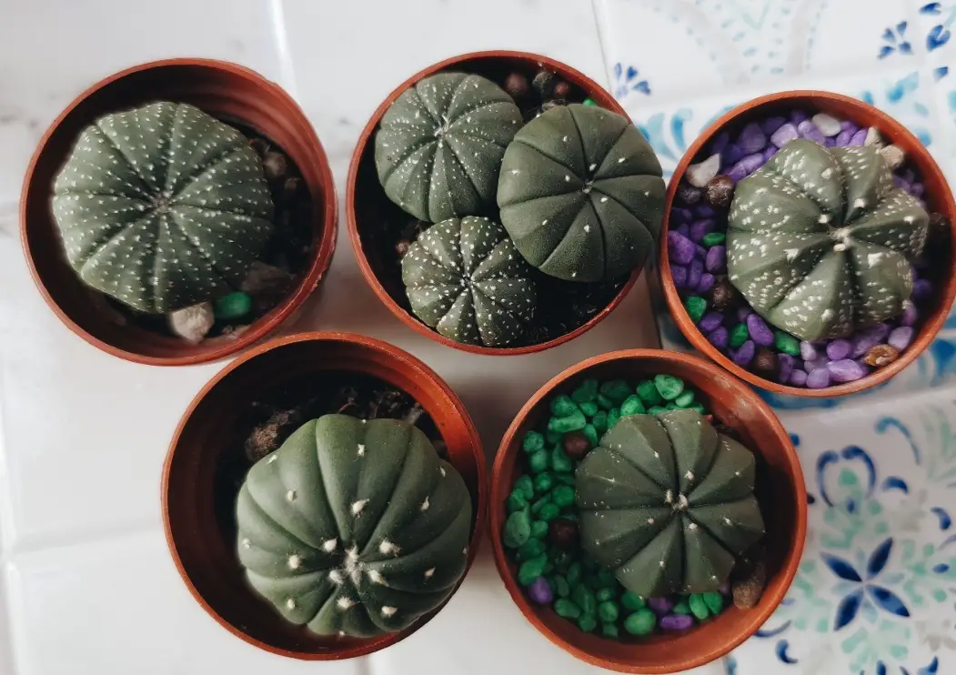 無刺仙人掌推薦