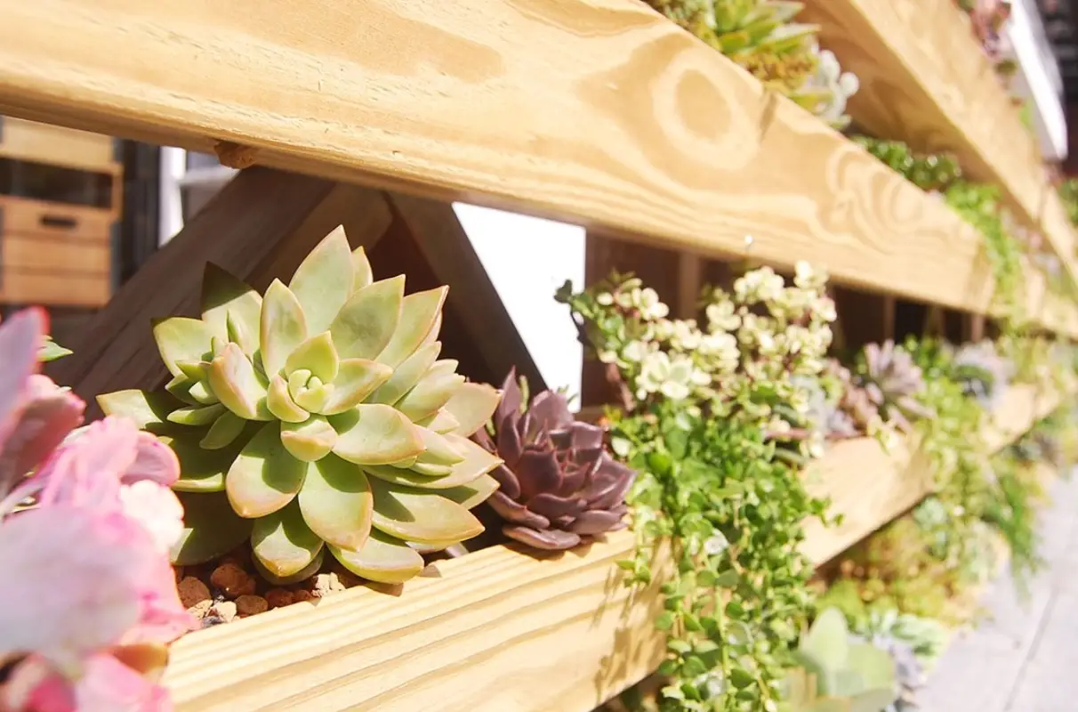多肉植物養護技巧
