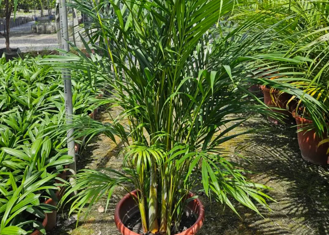 黃椰養護 黃椰養護