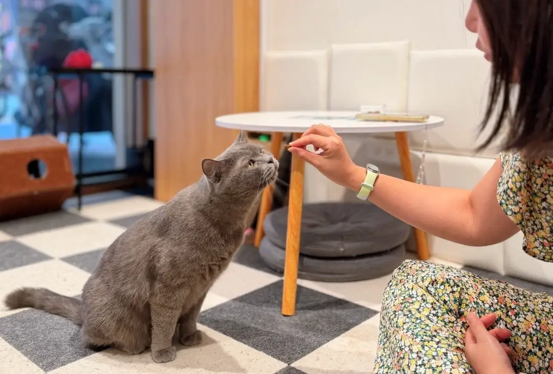 貓咖三重比較 貓咖三重比較