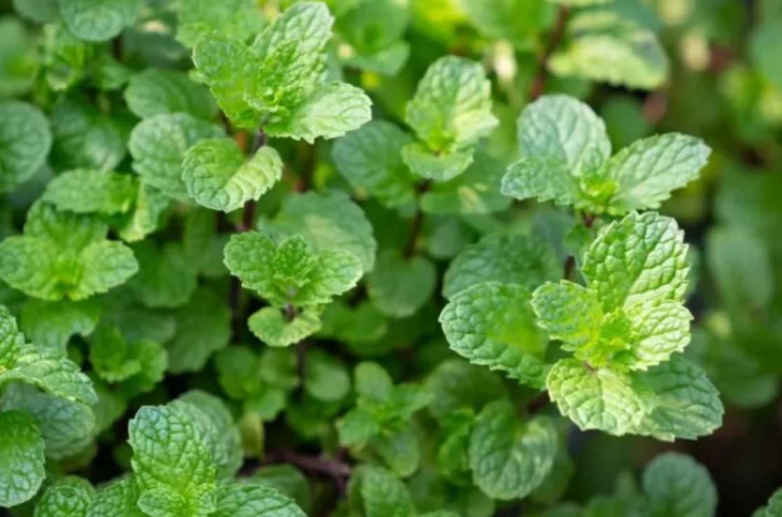 室內植物推薦 室內植物推薦