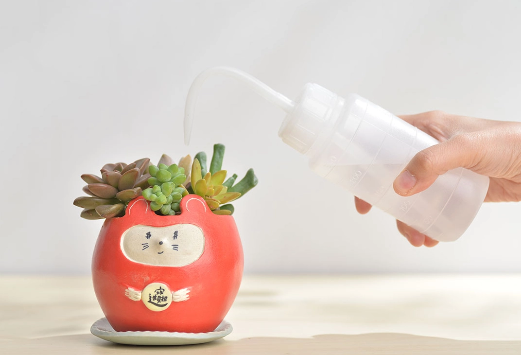 多肉植物澆水方式
