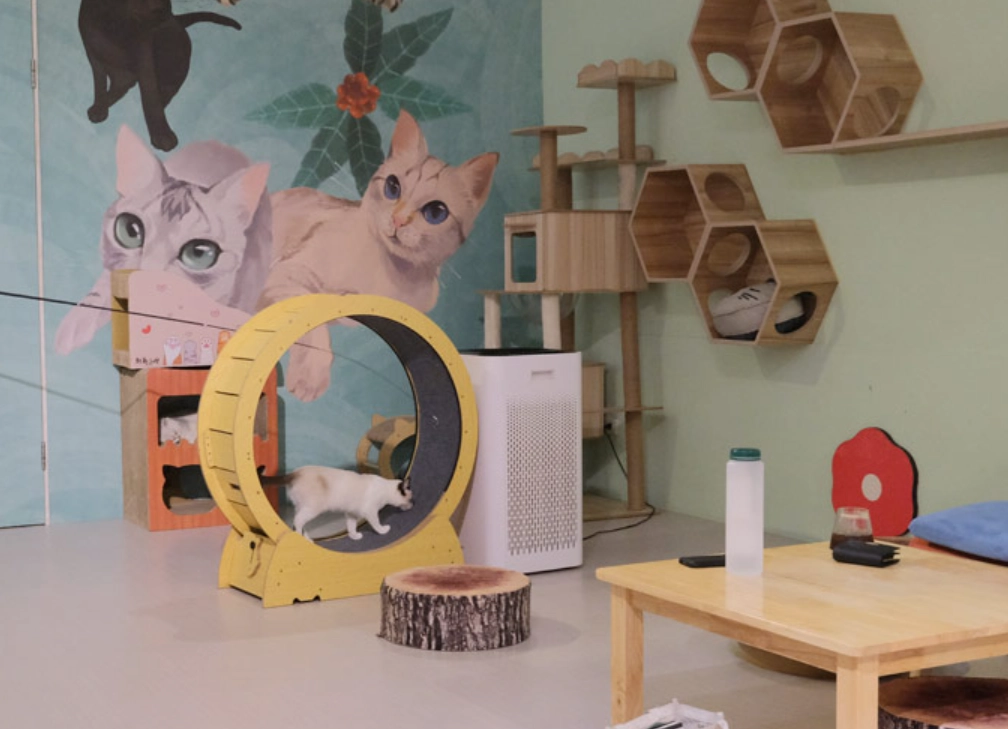 三重貓咖終極指南｜貓奴充電站、親子同樂與質感空間三間實訪推薦