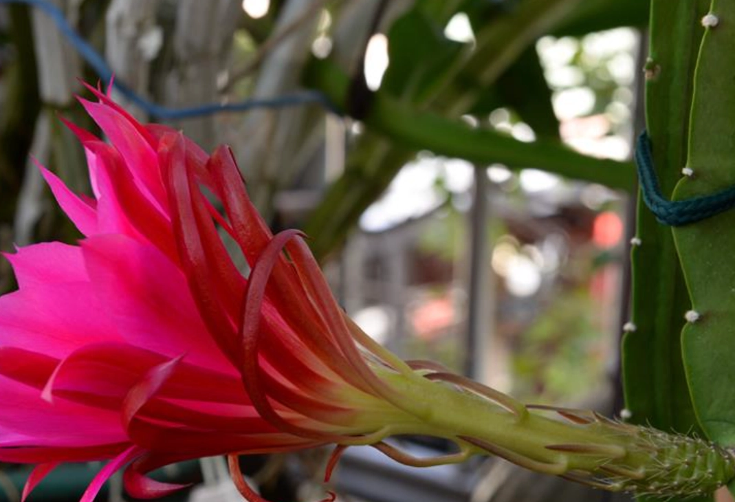 孔雀仙人掌照顧