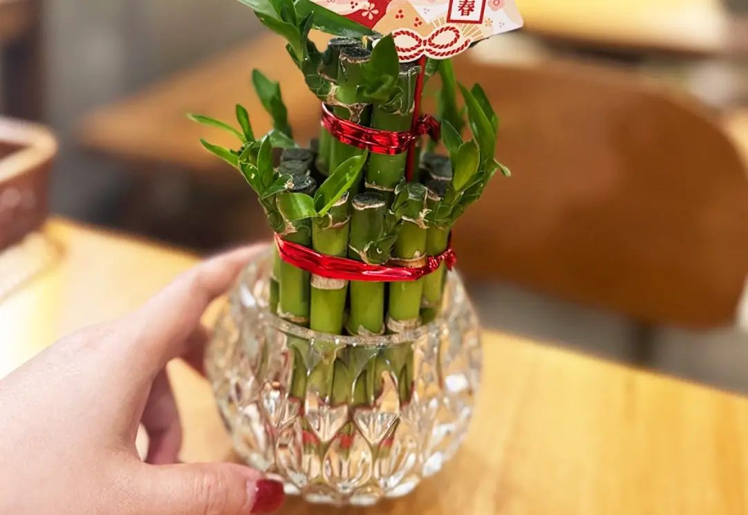 富貴竹風水 富貴竹風水