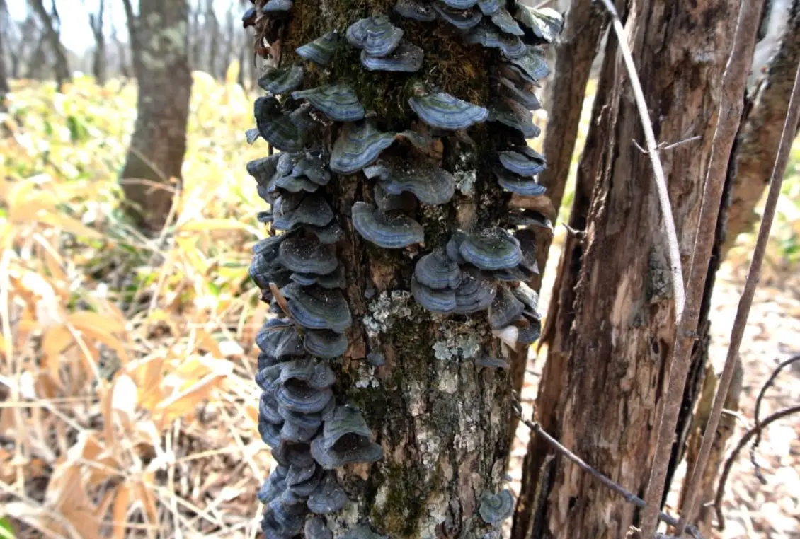 木材腐朽 木材腐朽