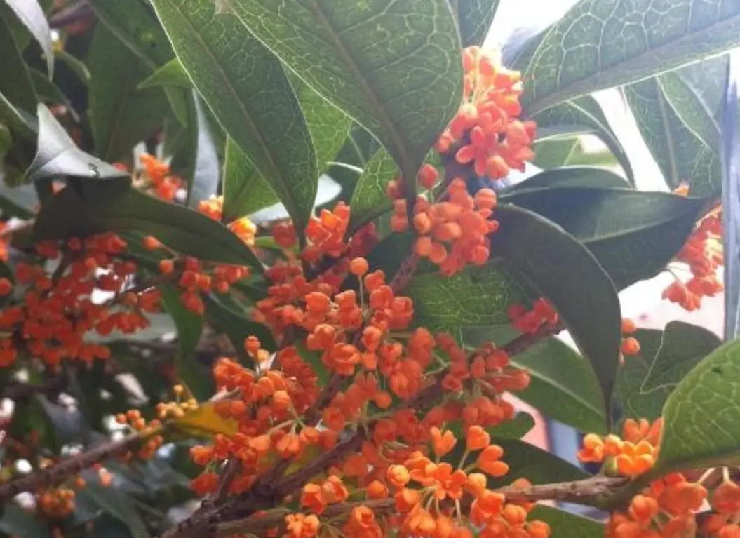 紅桂花照顧 紅桂花照顧