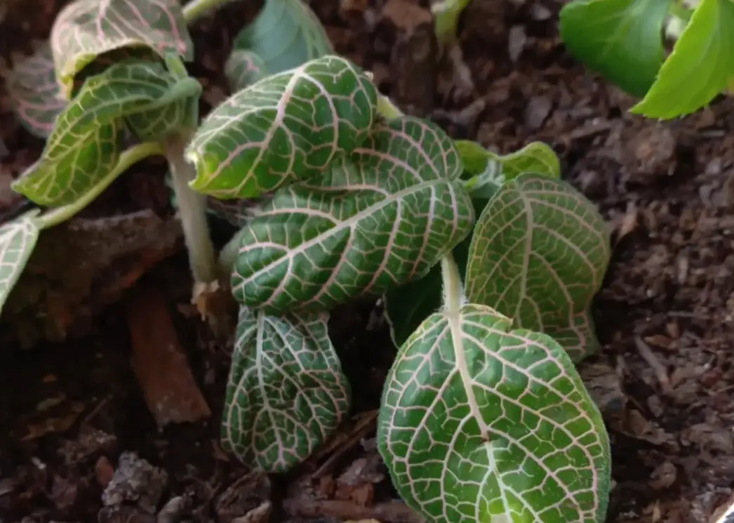 網紋草澆水 網紋草澆水