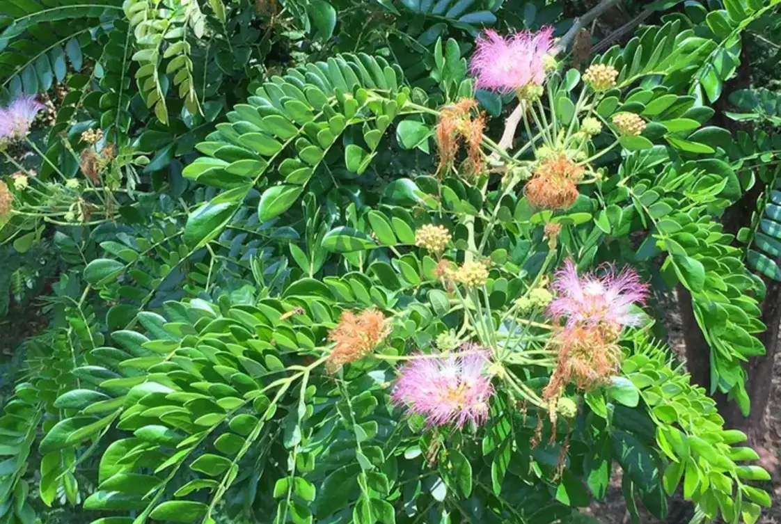 雨傘樹照顧 雨傘樹照顧