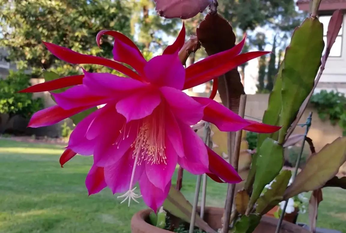 孔雀仙人掌開花