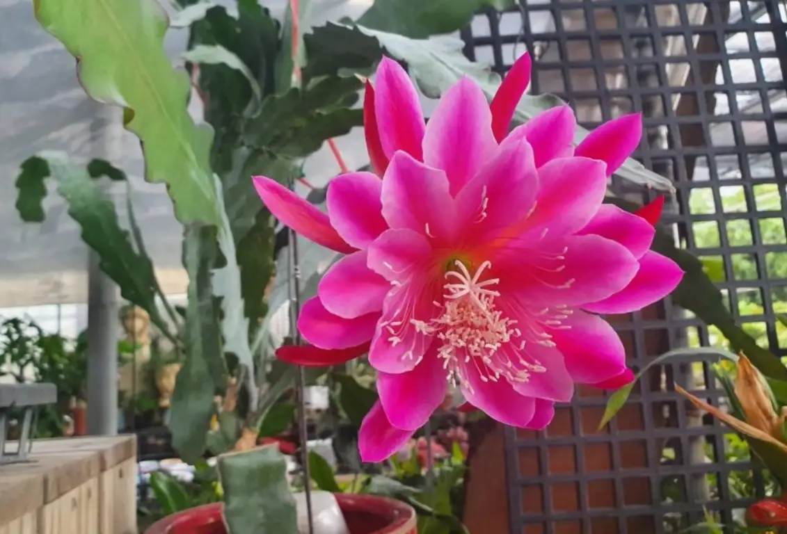 孔雀仙人掌種植