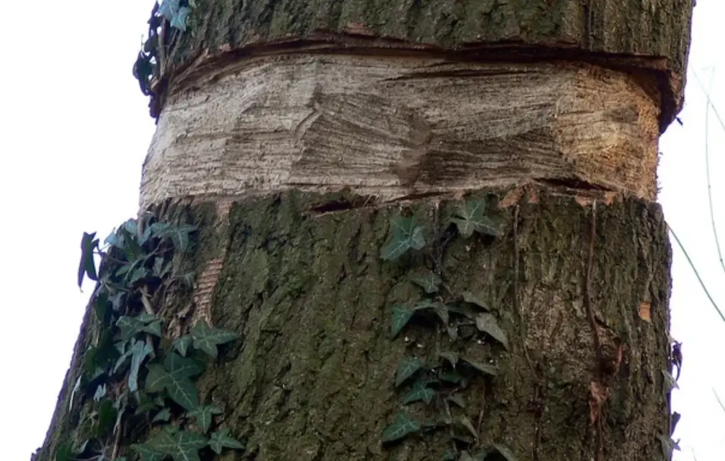 庭院樹木修剪 庭院樹木修剪