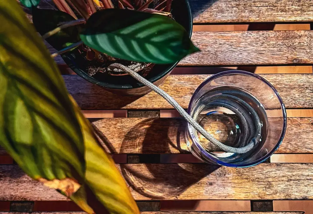 出國植物澆水全攻略：5種實用方法讓你的綠植平安等你回家