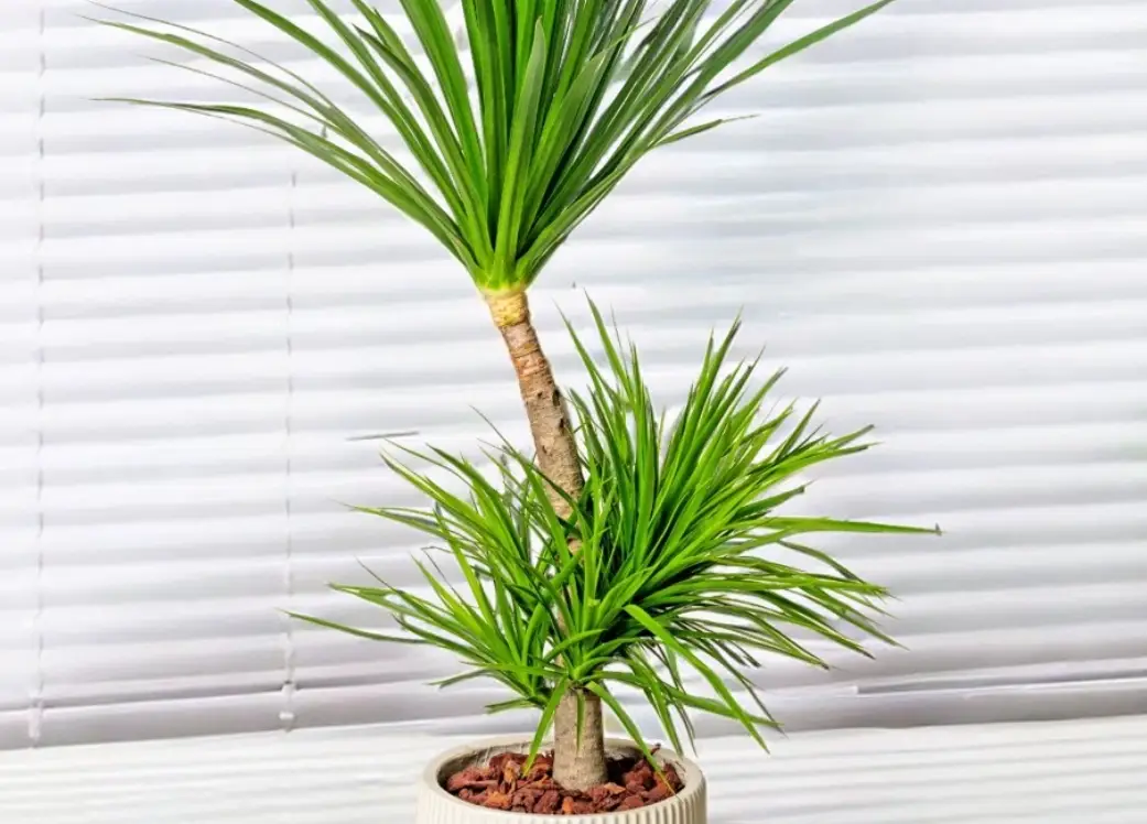 辦公室植物推薦