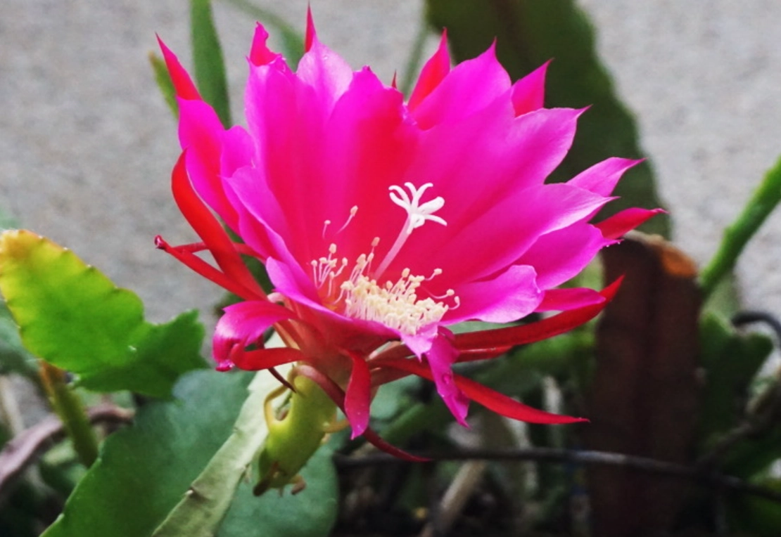 孔雀仙人掌照顧