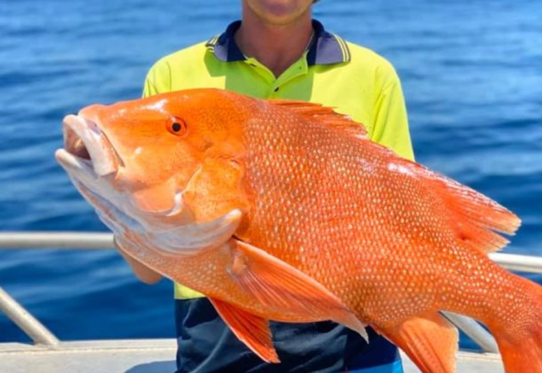 夢到很多大魚 解夢
