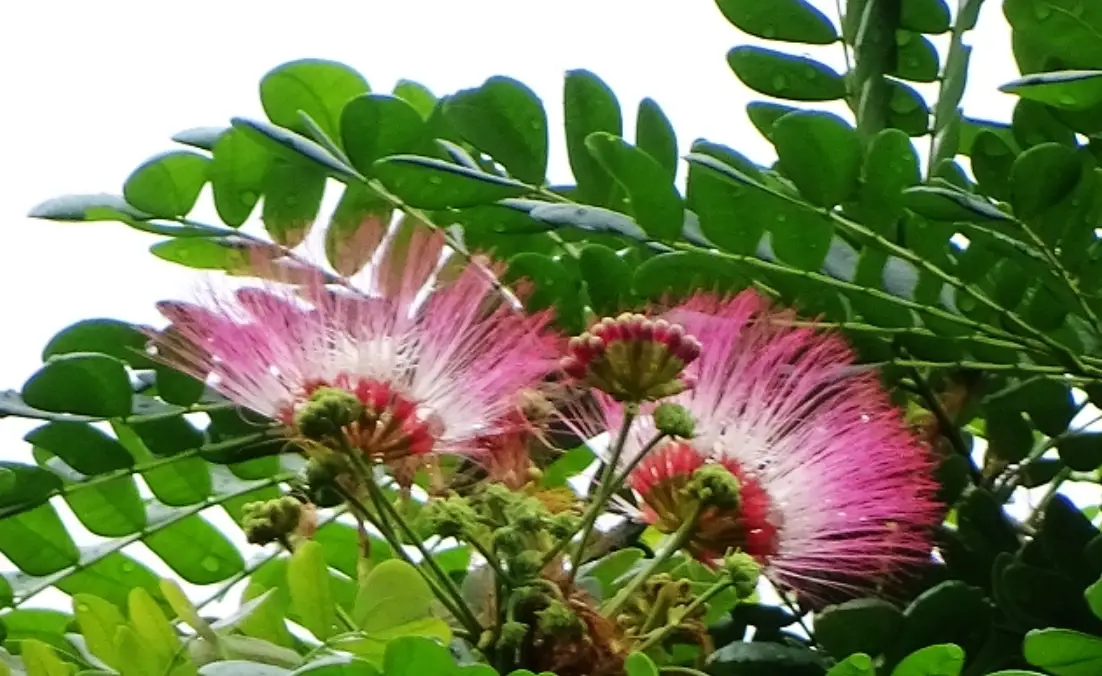 雨傘樹照顧 雨傘樹照顧