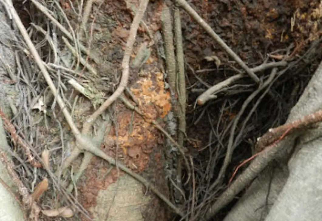 樹木腐朽菌識別與防治全攻略：保護庭院樹木健康