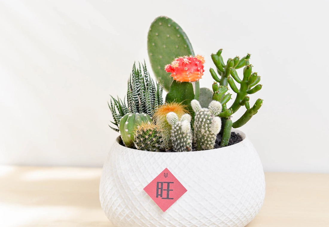 仙人掌酸碱值测试