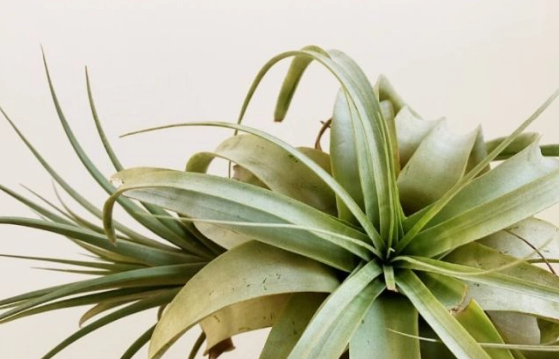 空氣鳳梨徒長原因