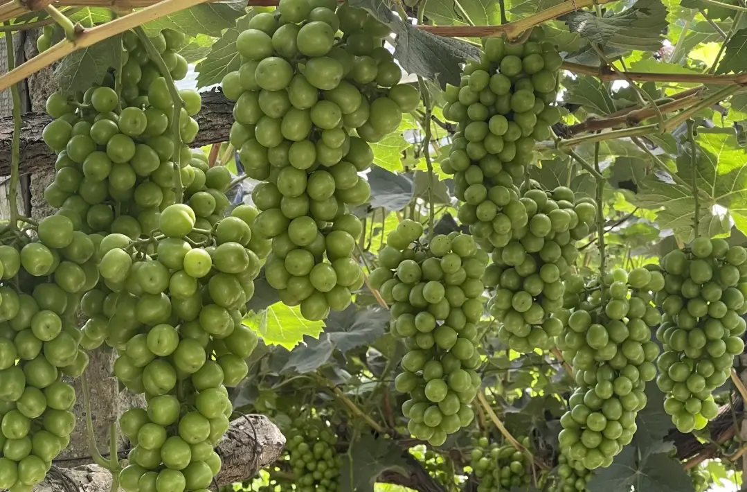 陽光玫瑰葡萄台灣種植 陽光玫瑰葡萄台灣種植