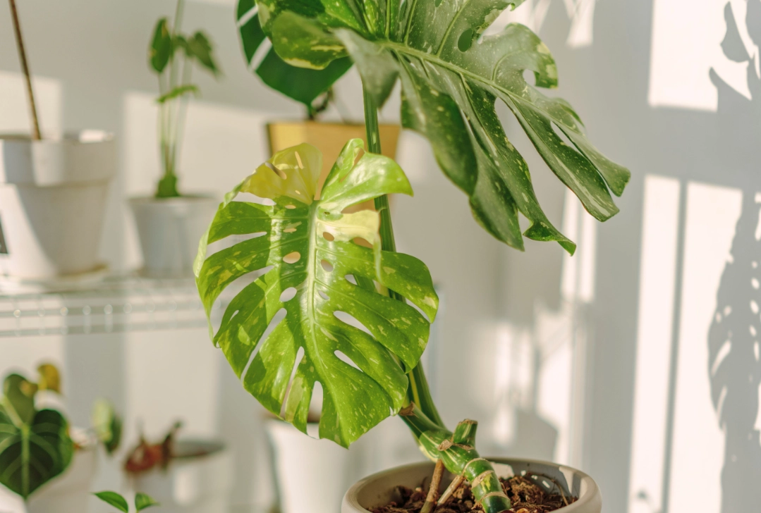 辦公室大盆栽選購指南：10年專家教你打造療癒綠意職場