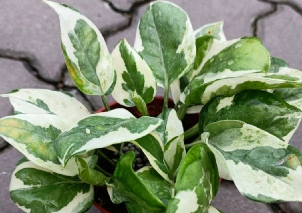 黃金葛 白斑 消失