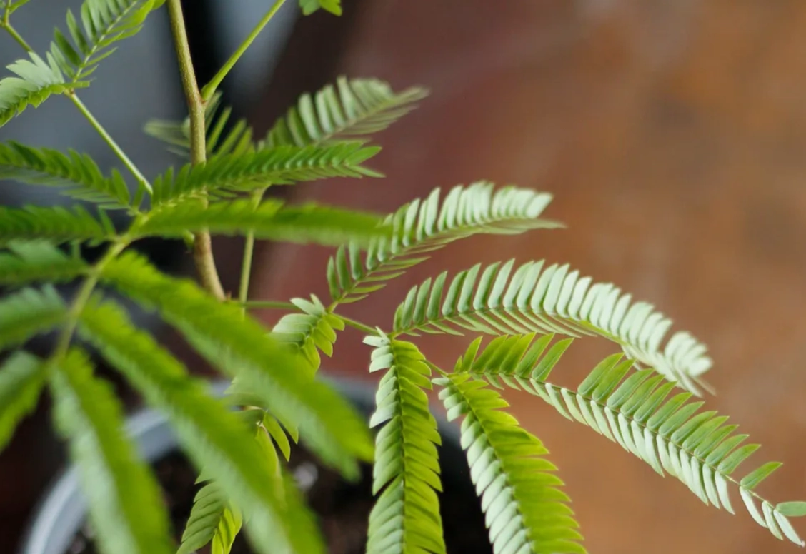 小豆樹葉子捲曲原因