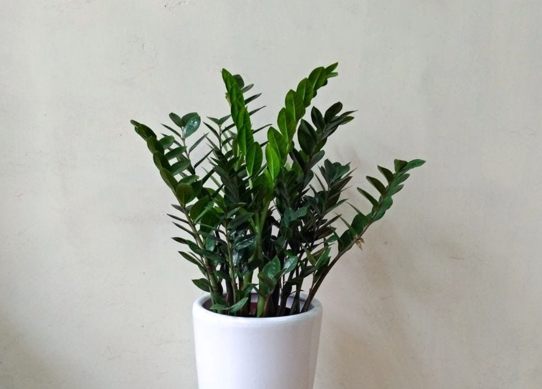 室內不通風植物