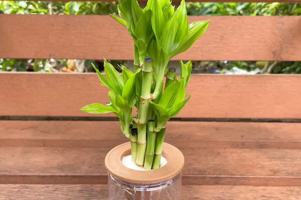 水培富貴竹 水培富貴竹