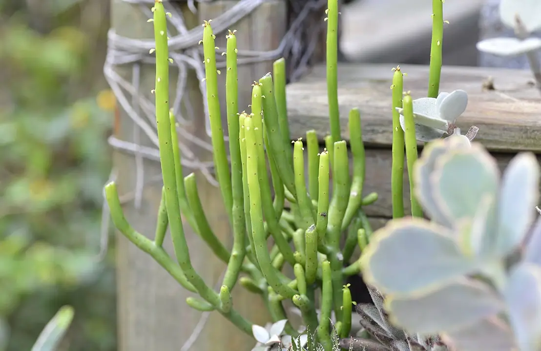 景天科多肉植物