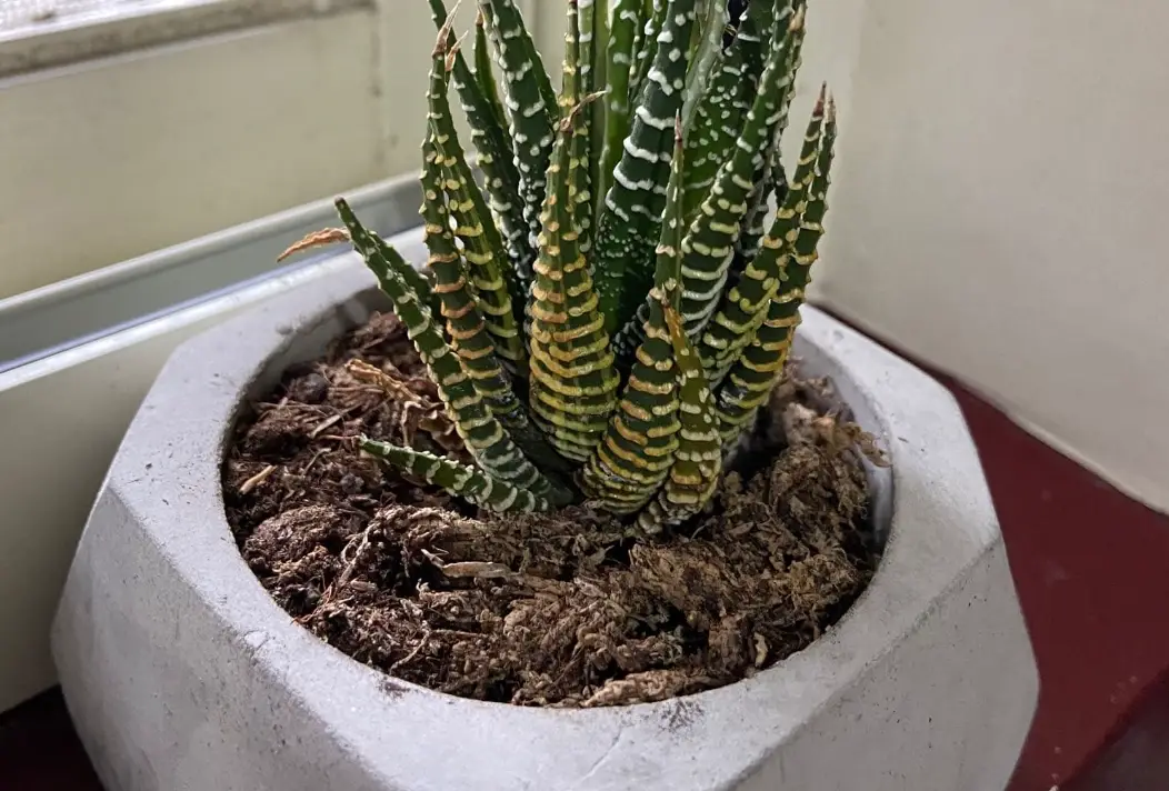 十二之卷 葉子變黃