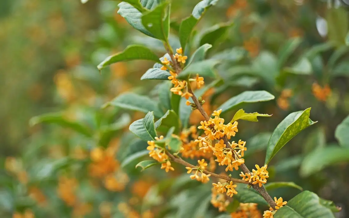 桂花樹矮化方法