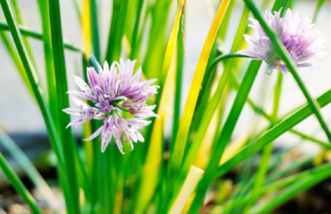 室內香草植物 室內香草植物
