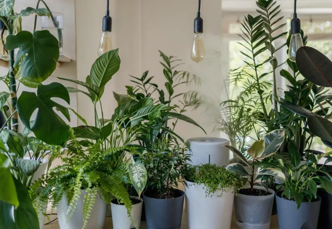 好養室內植物