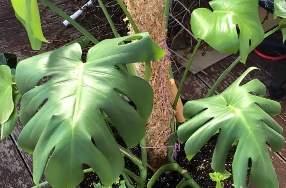 龜背芋葉子下垂