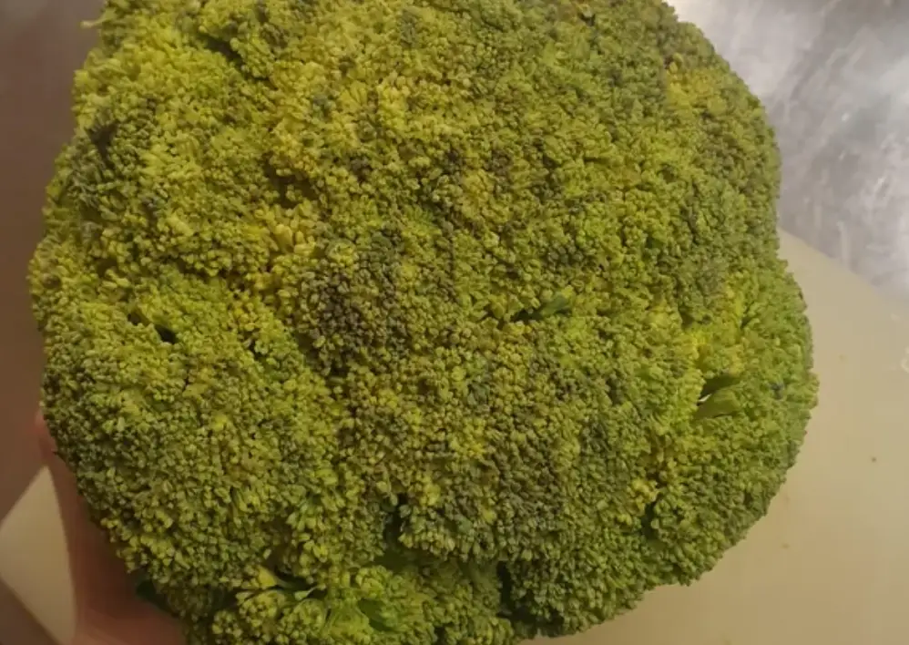 綠花椰菜變黃可以吃嗎