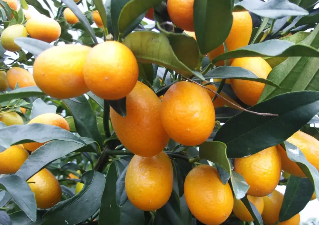 金桔種植