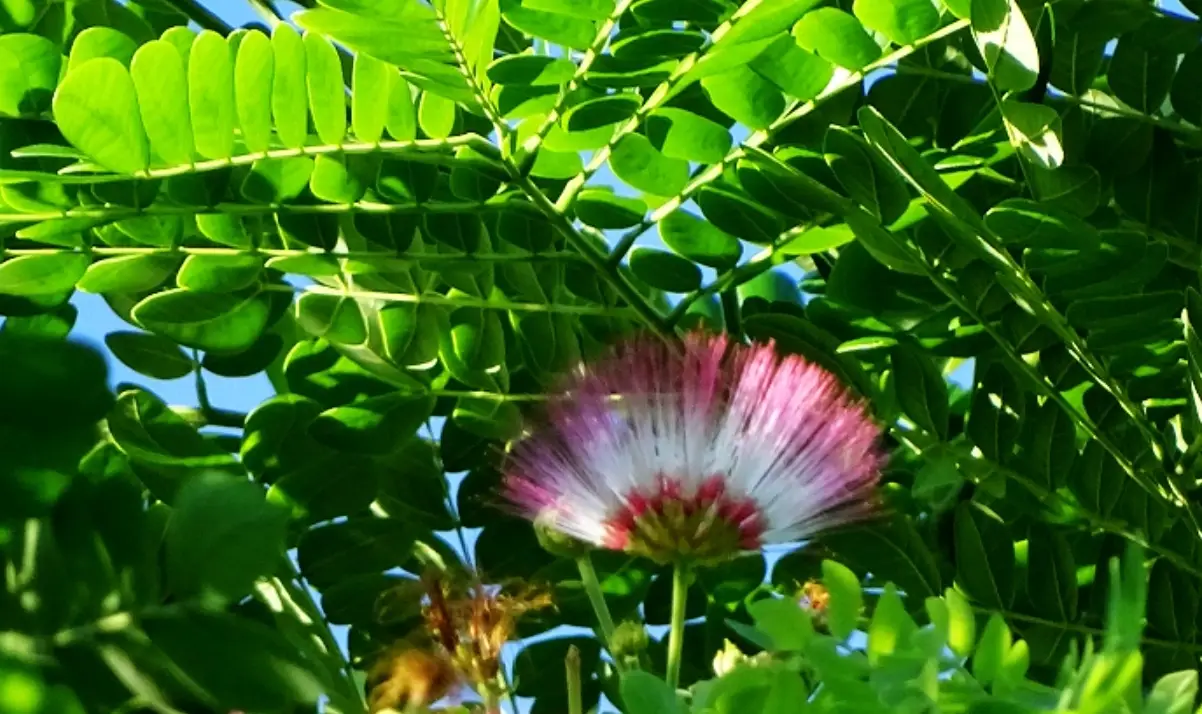 雨傘樹景點 雨傘樹景點